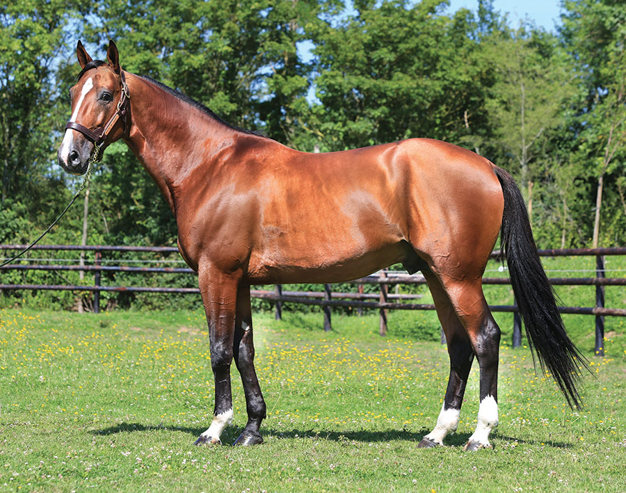 Saillie ATLAS DE JOUDES Etalon Haras du Pays d'Auge Clubélevage