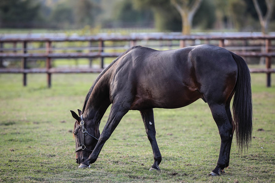 Saillie READY CASH Etalon Haras de Bouttemont Clubélevage