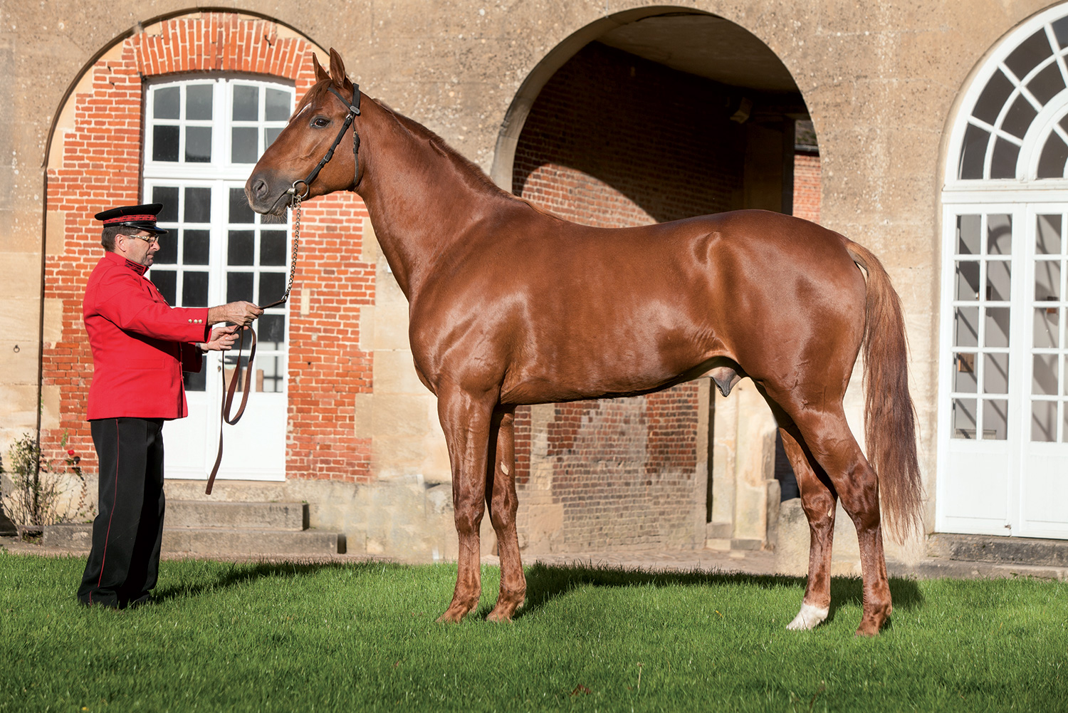 Guide des étalons trotteurs 2023 lettre T Clubélevage