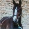 Pouliniere BEAUTY GIRL