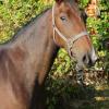 Pouliniere Lettre A Elise