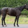 Pouliniere 10% de INCONDITIONNELLE - Part n°5 