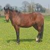 Pouliniere EASY DESBOIS