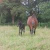 Pouliniere BECOME A STAR