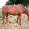 Pouliniere ISALING DU MESLE