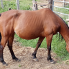 Pouliniere GRIVE DE TOUCHYVON