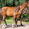 Pouliniere JALING