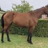 Pouliniere HERMINE DU RIED