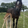 Pouliniere GEMME CADENCE