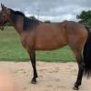Pouliniere LORRAINE SWEETY