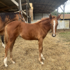 Pouliniere HARASSANTE