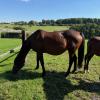 Pouliniere CALITY SAUTREUIL