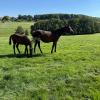 Pouliniere CALITY SAUTREUIL
