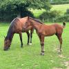 Pouliniere FEERIE PASMARICK