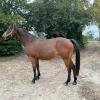 Pouliniere GELINDA