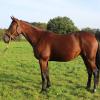 Pouliniere Hawai Griff