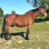 Pouliniere Vincennes Gitane