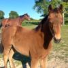 Pouliniere Vincennes Gitane