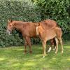 Pouliniere GIRL DE NARMONT