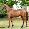 Pouliniere NOA DE BLARY