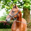 Pouliniere NOA DE BLARY