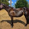 Pouliniere EBONY