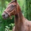Pouliniere JET SET DU BELLAY