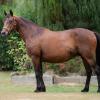 Pouliniere AUDACE MARCEAUX