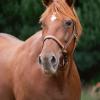 Pouliniere BEAUTY DU BELLAY