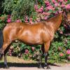 Pouliniere EBONY D'OURVILLE