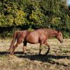 Pouliniere Glamour Delloise