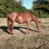 Pouliniere Glamour Delloise