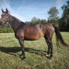 Pouliniere EPONA DES GRANGES