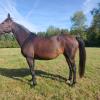 Pouliniere EPONA DES GRANGES