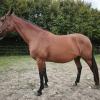Pouliniere BLUE PEARL