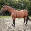 Pouliniere BLUE PEARL