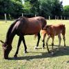 Pouliniere HOLDING HAUFOR