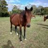Pouliniere FRONDEUSE