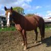 Pouliniere EPEE
