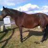 Pouliniere BARTAVELLE