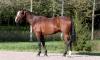 Photo PRINCE DE MONTFORT