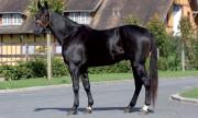 part etalon trotteur a vendre