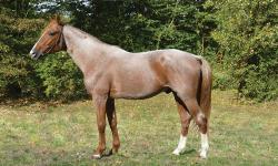 Photo ARPENT D'OSTAL