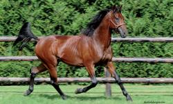 Photo AL CAPONE JET