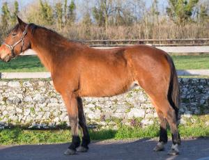 Pouliniere GULLA LOVE