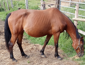 Pouliniere GRIVE DE TOUCHYVON