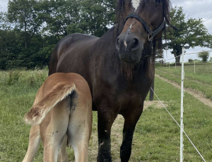 Pouliniere GEMME CADENCE