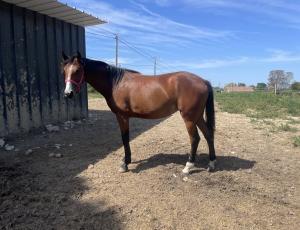 Pouliniere LA COSA NOSTRA