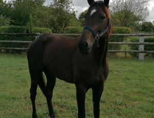 Pouliniere LOVE STORY QUEEN