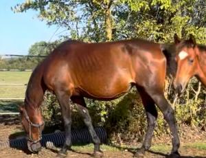 Pouliniere DUNE D'ATOUT